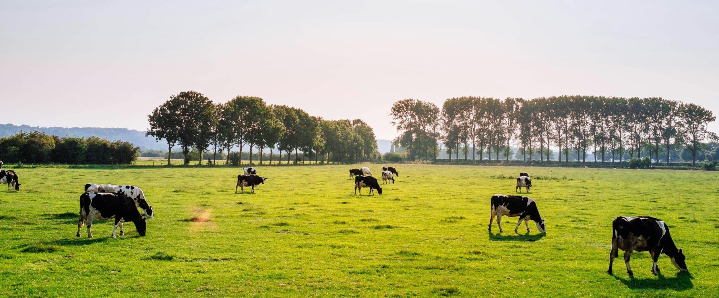 Elevage de bœufs dans une prairie en France - une vision paisible Troupeau de bœufs dans une prairie verdoyante en France, symbolisant l'élevage à l'herbe en plein air