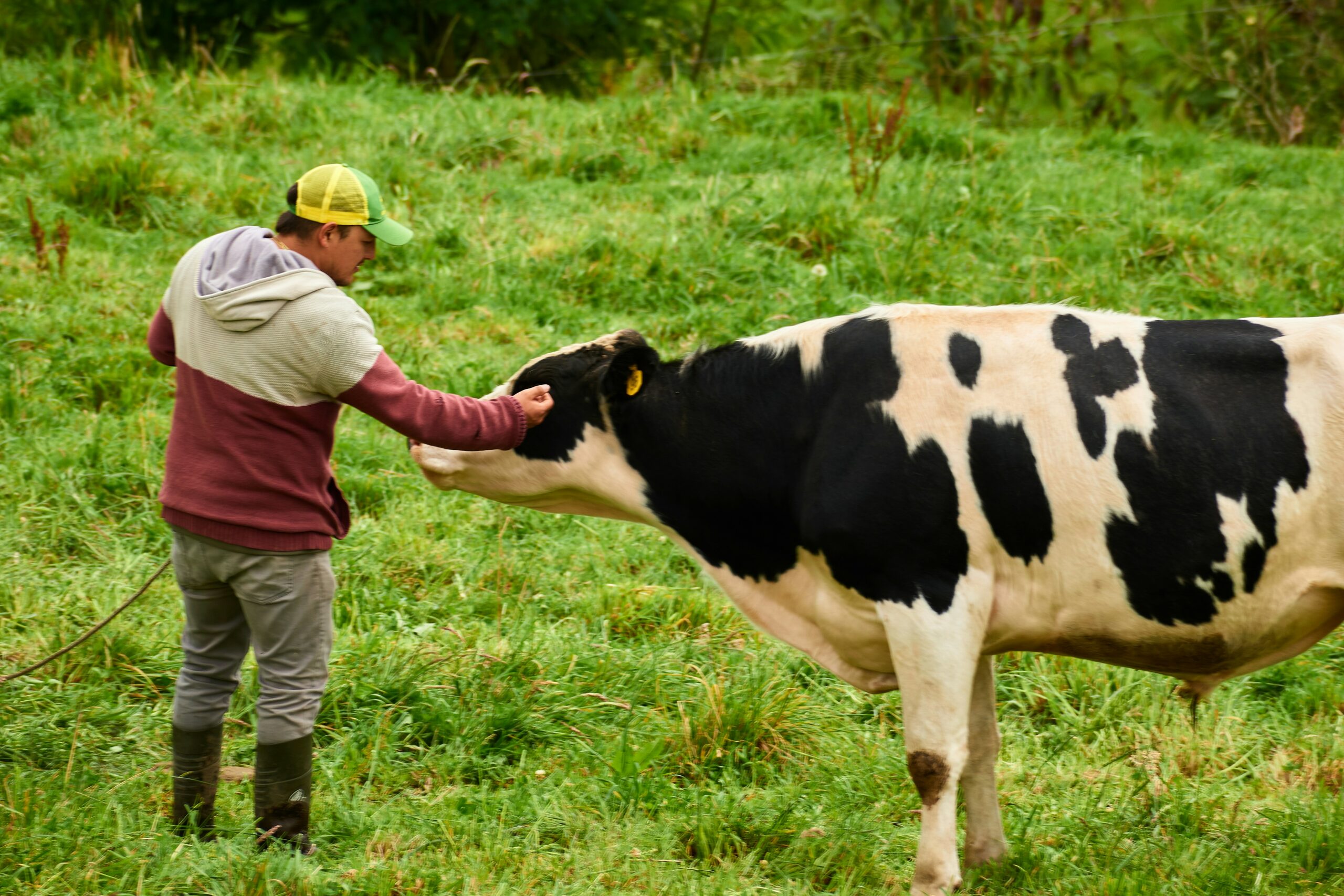 Éleveur caressant une vache dans une prairie, illustrant la proximité et le respect entre l’humain et l’animal