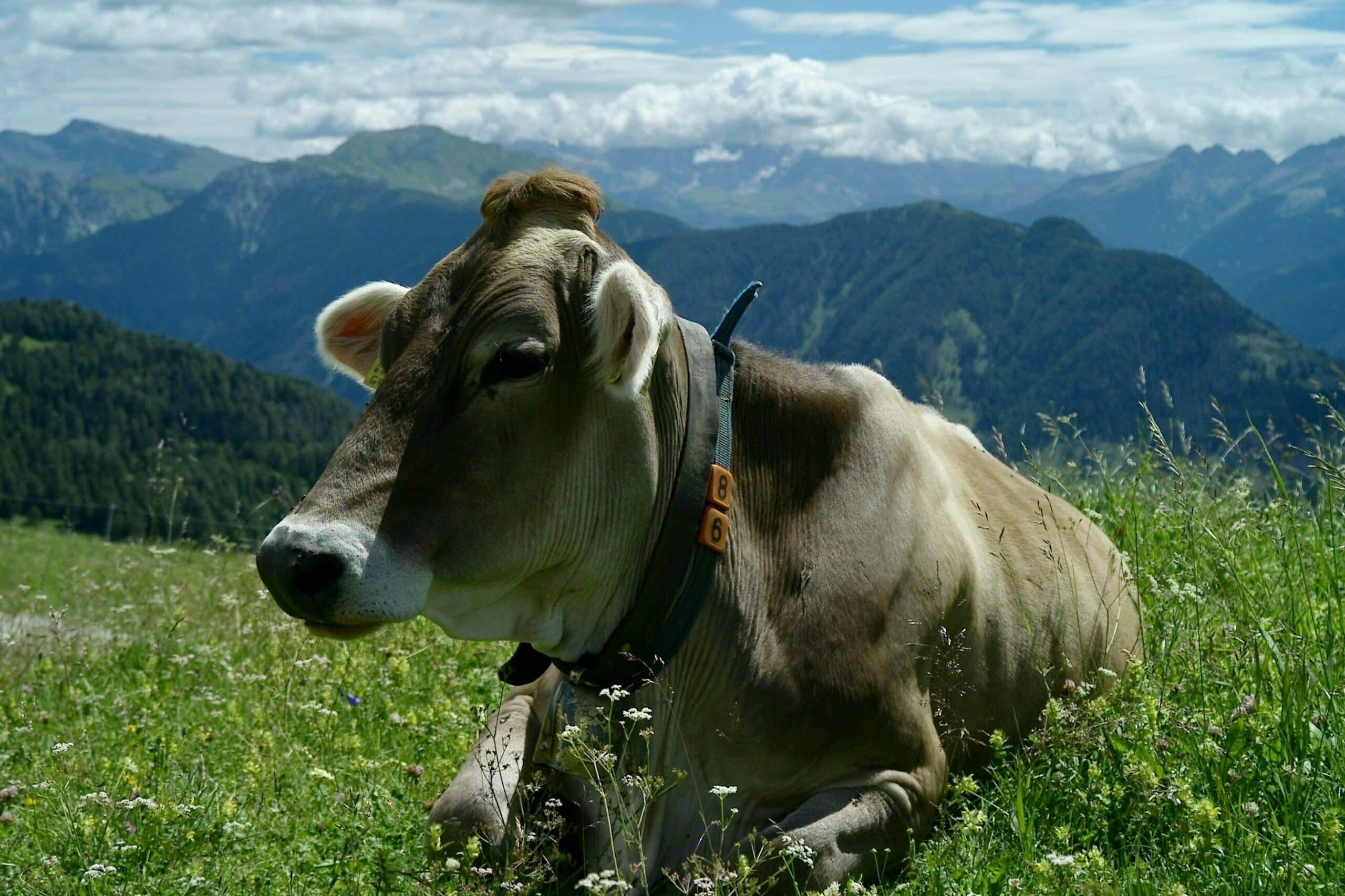Vache allongée paisiblement dans une prairie alpine, symbole de bien-être animal en élevage à l’herbe