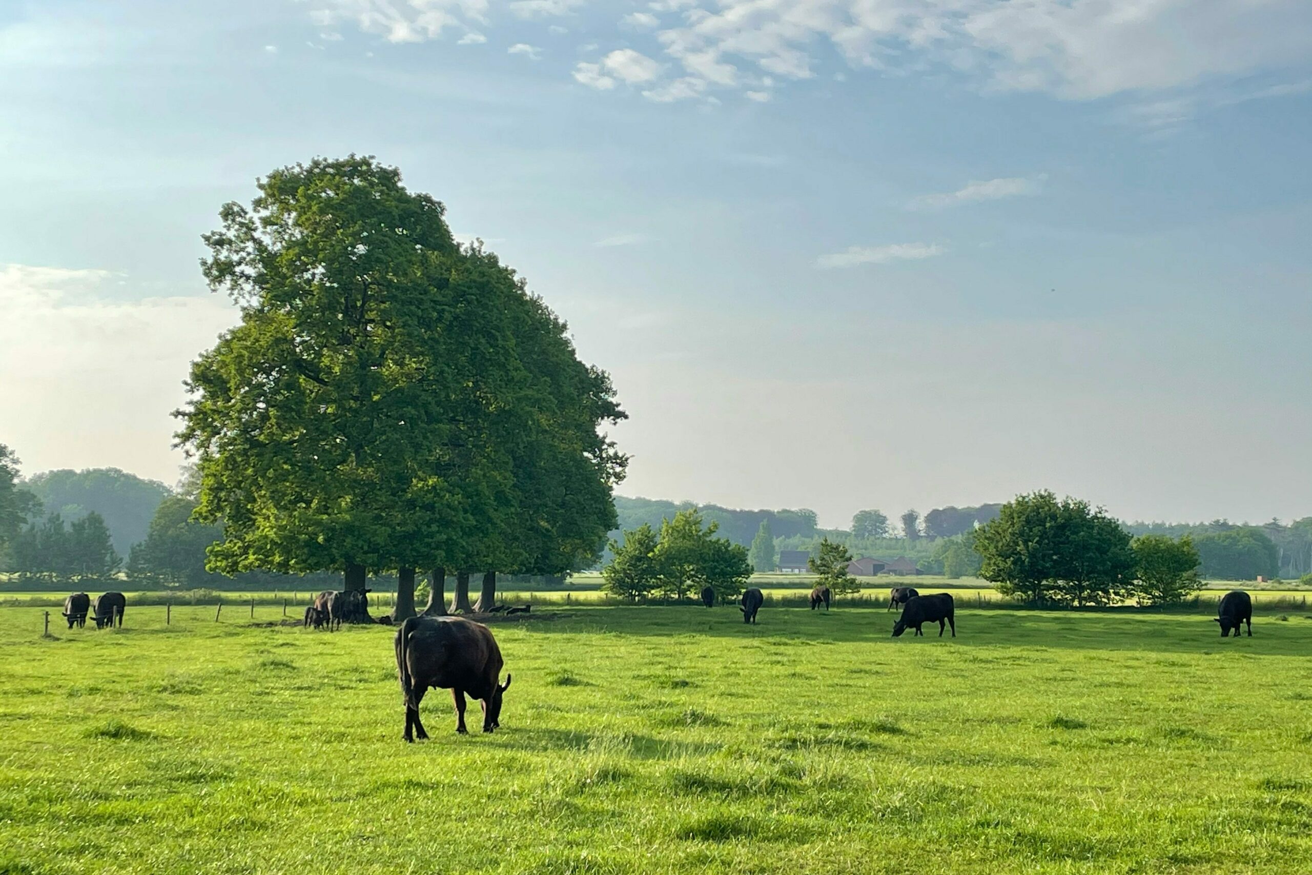 Vaches pâturant librement dans une prairie verdoyante, illustrant l’impact positif de l’élevage à l’herbe sur l’environnement